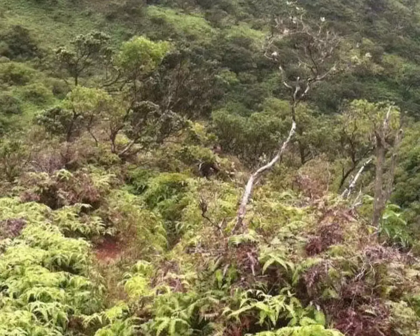 The silhouette can be seen in the centre of the image (Crime Stoppers Honolulu)