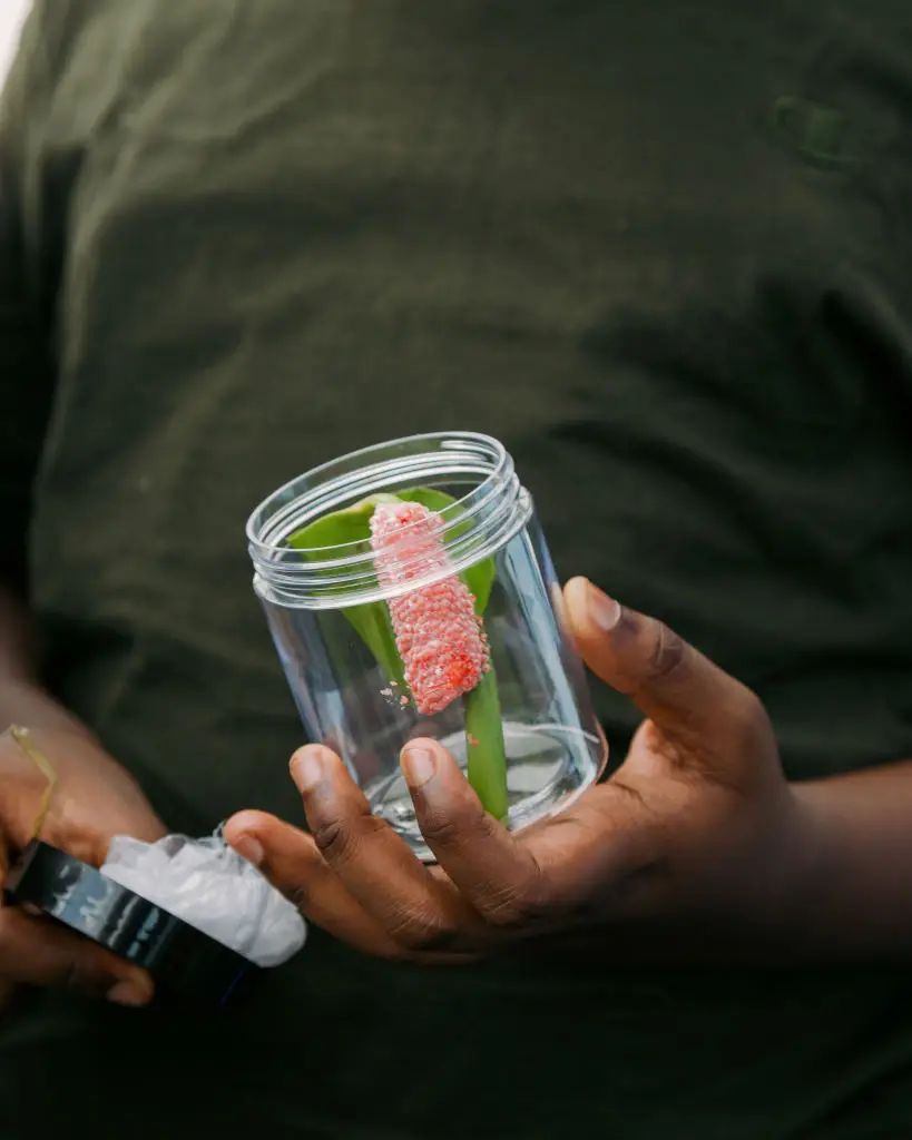 What is an apple snail? (The Washington Post / Getty Images)