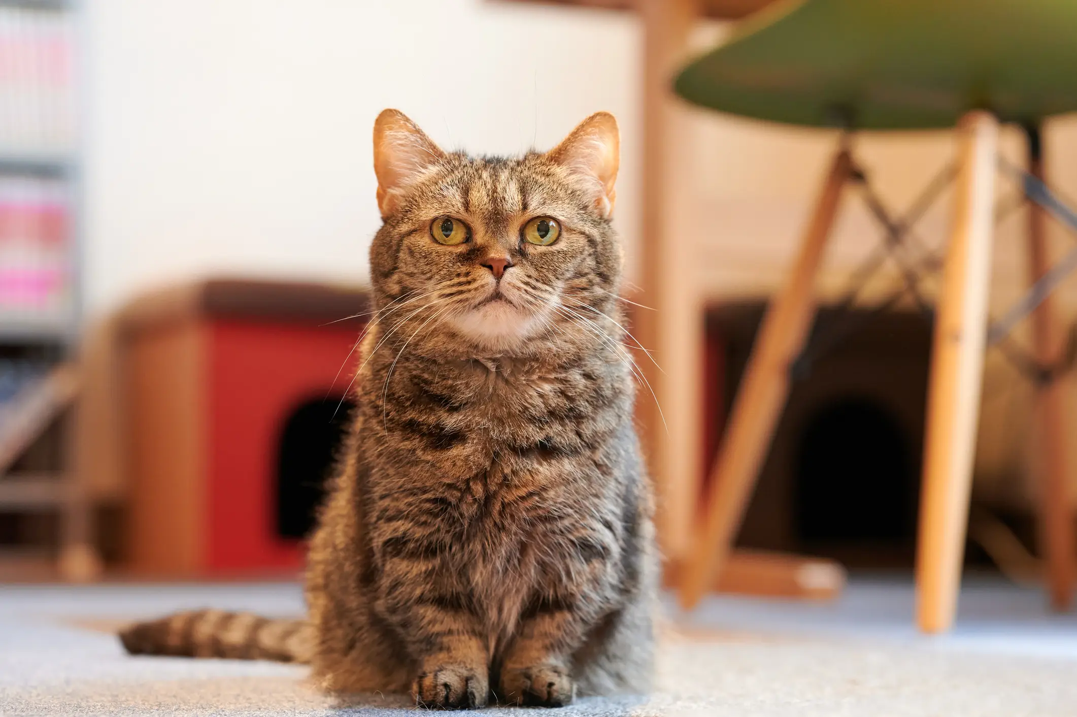 They also have the short legs from Munchkin cats (Getty stock image)