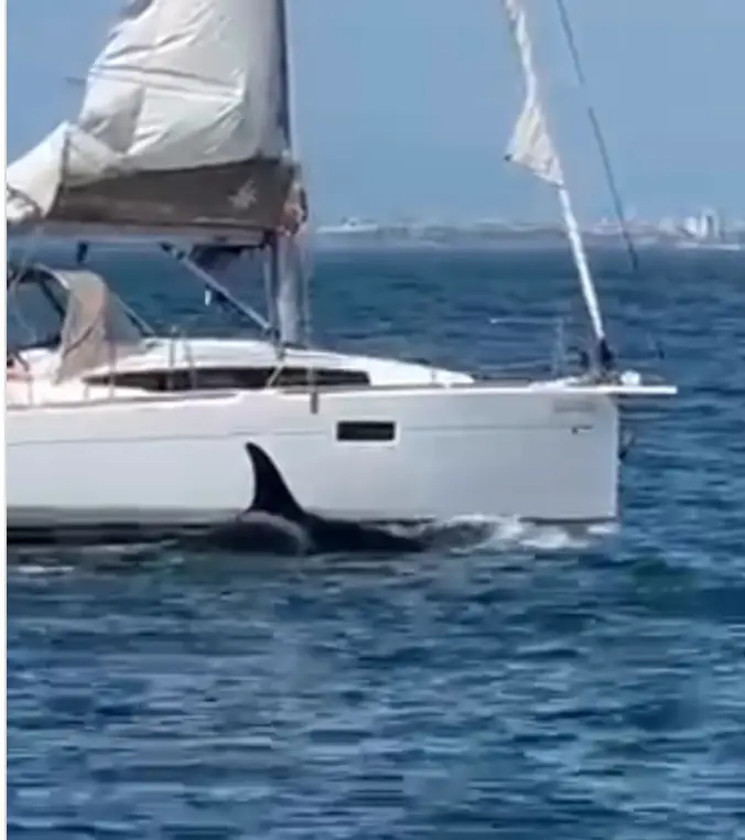 The orcas could be seen striking the boat (Instagram/oceaniclounge)