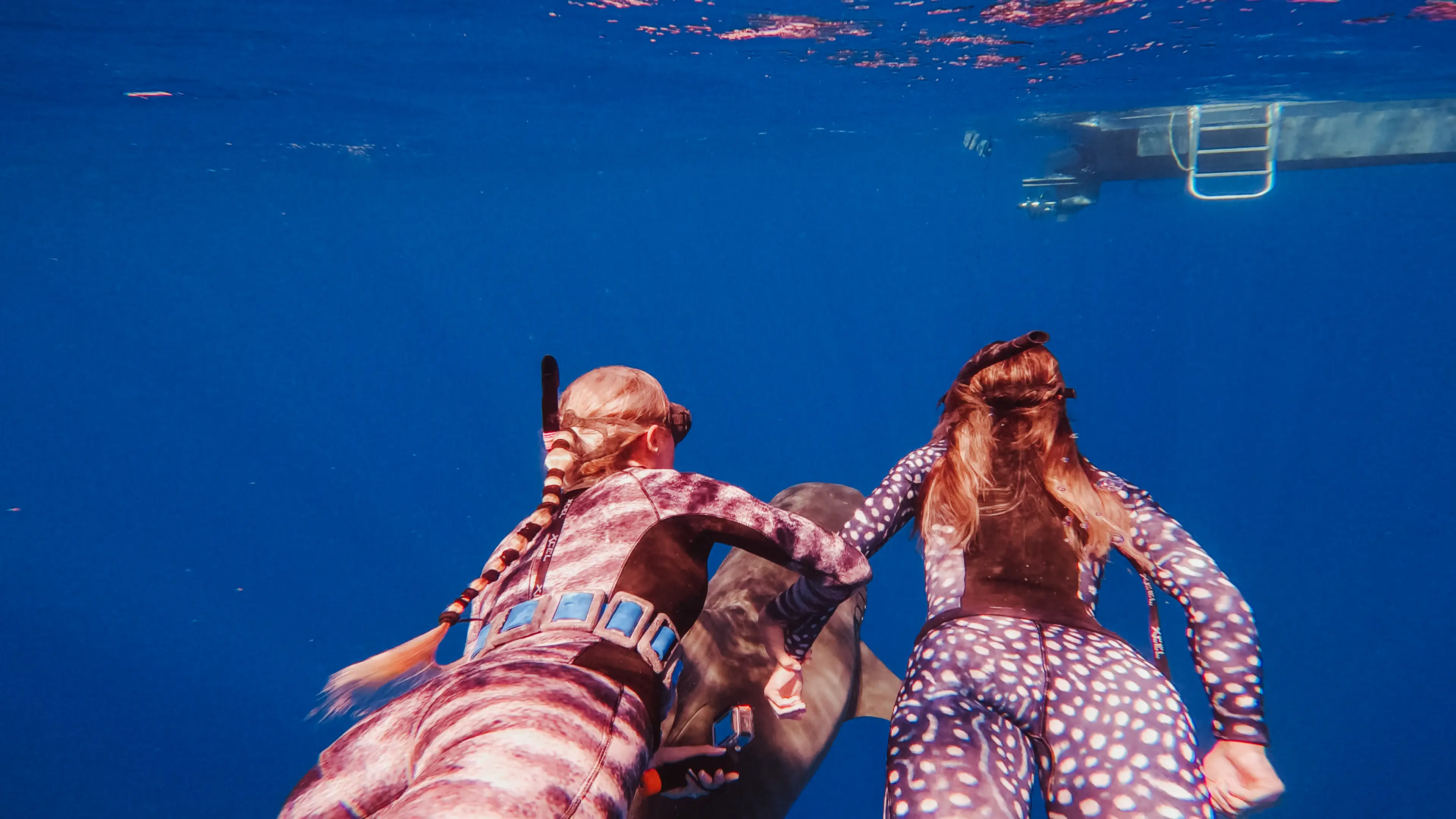 Ocean now takes people diving at her own school and shows off the predator's raw beauty (Juan Oliphant)