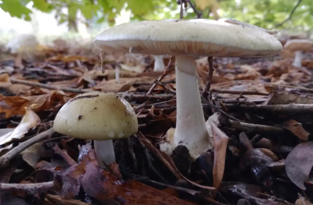 Death cap mushrooms can be fatal if consumed, even in small amounts (iNaturalist)