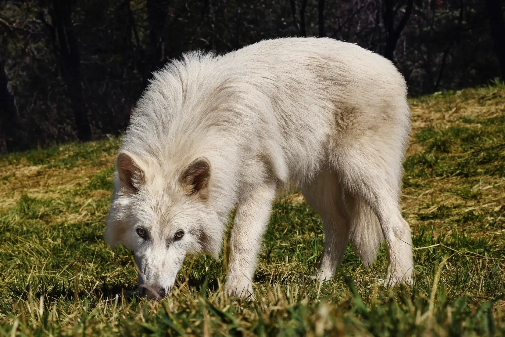 Winter is coming (Colossal Biosciences)