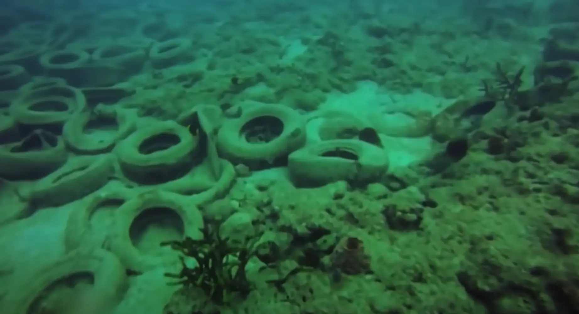 Marine wildlife has been negatively impacted by the artificial reef (YouTube/StoryRewind)
