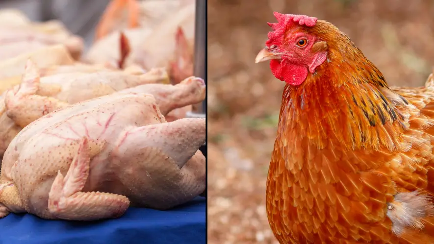Chicken To Become As Expensive As Beef, Experts Say