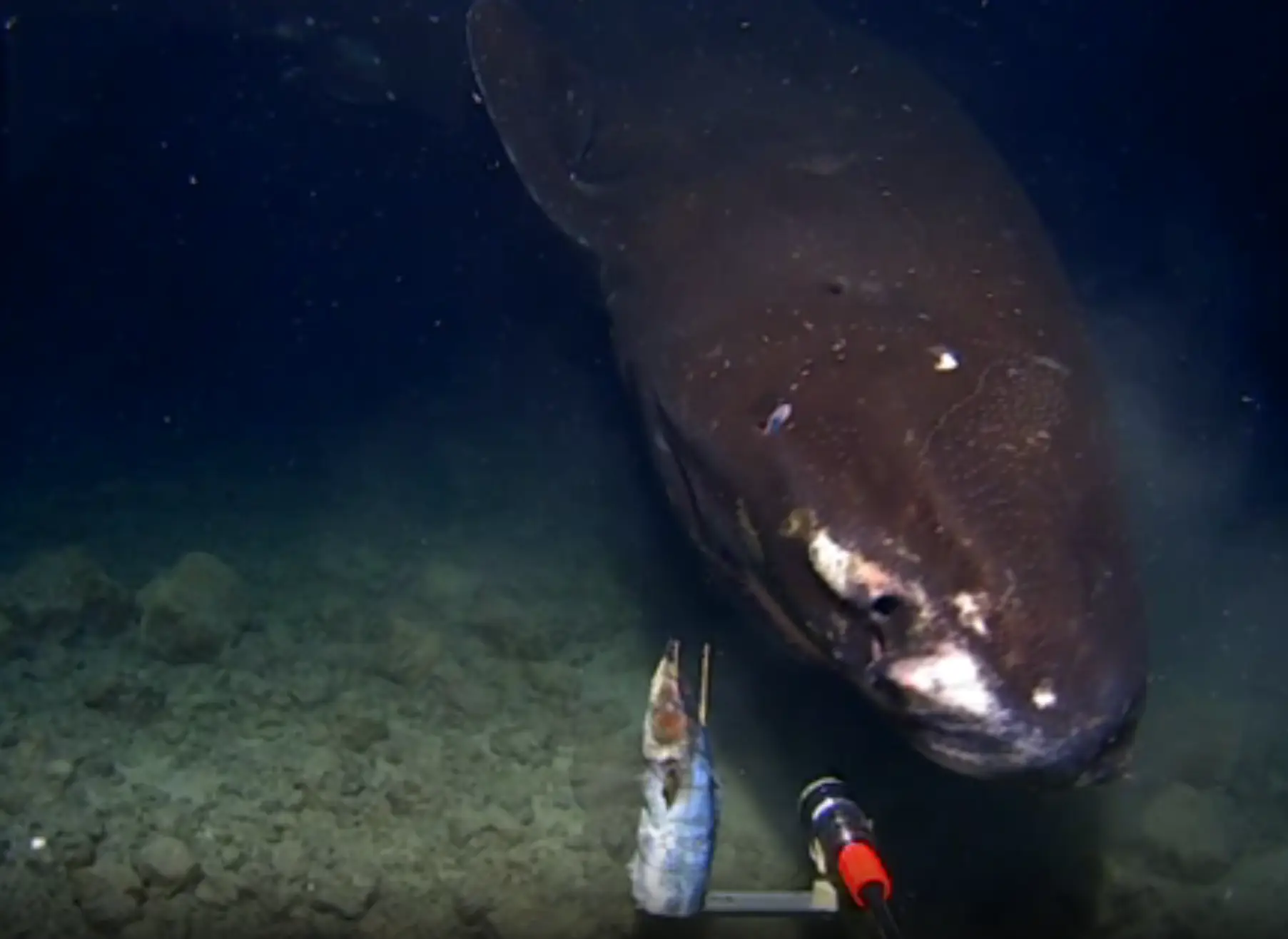 Look at her, she's magnificent. (The Tonga Trench Expedition)