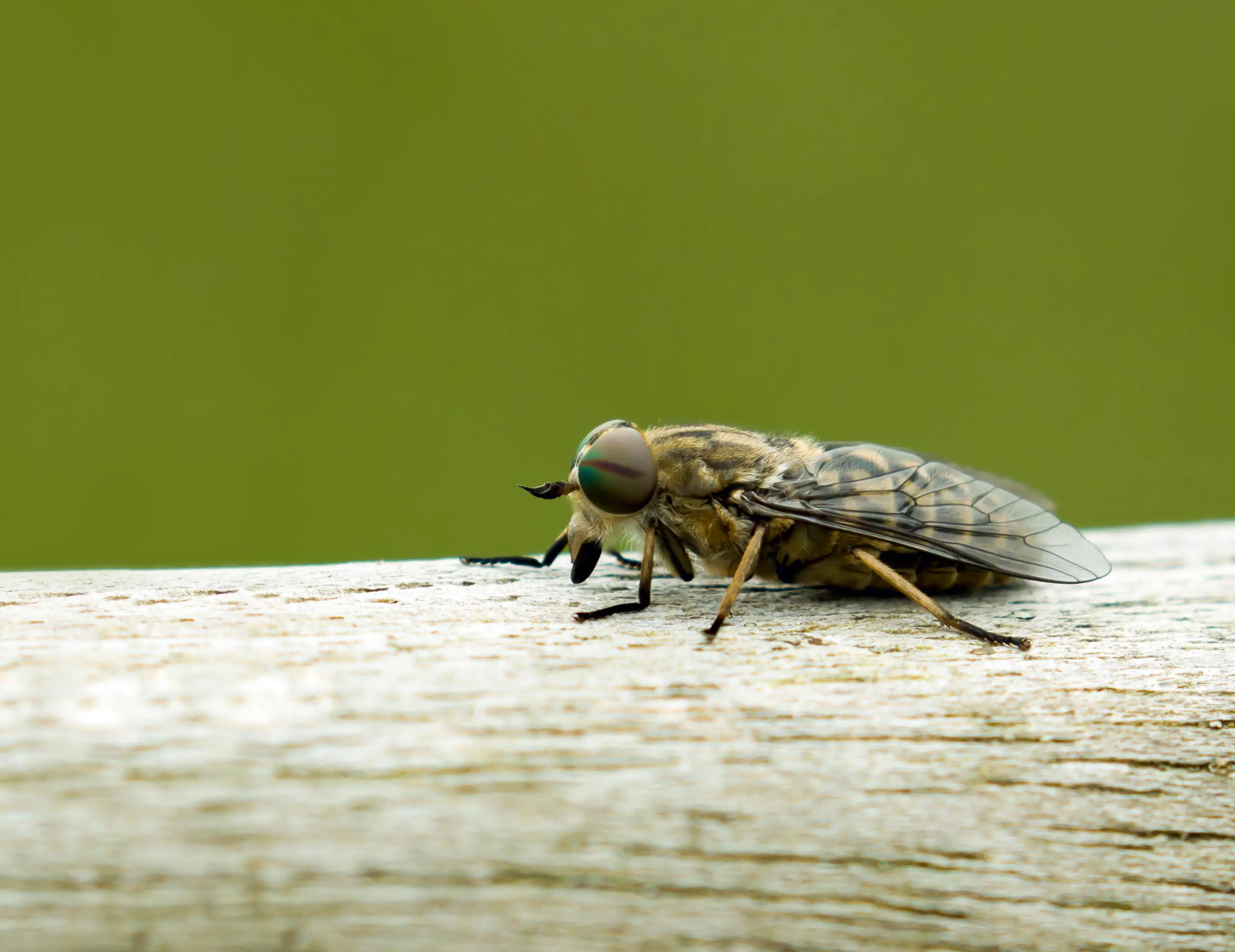 Horseflies are an absolute menace, they can bite through clothes and deliver a painful chomp.