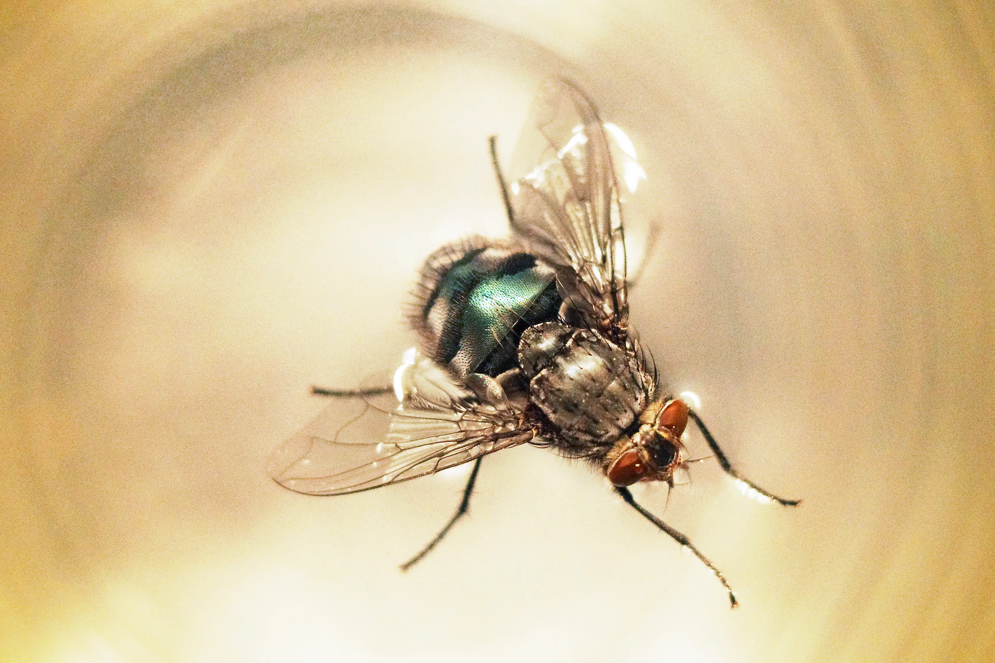 Get out of my drink mate. (Getty stock photo)