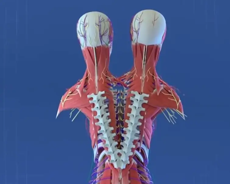 The video explained how they are connected (TikTok/@abbyandbrittanyhensel)