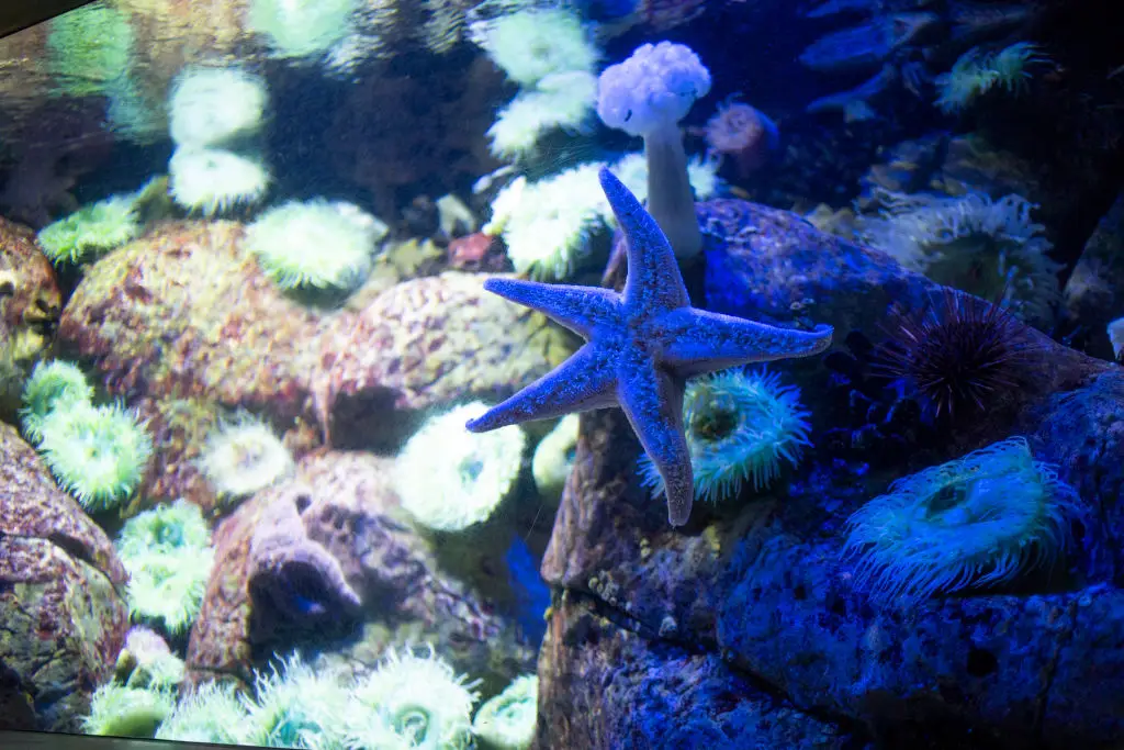 Billions of sea stars were wiped out (Luis Boza/VIEWpress via Getty Images)