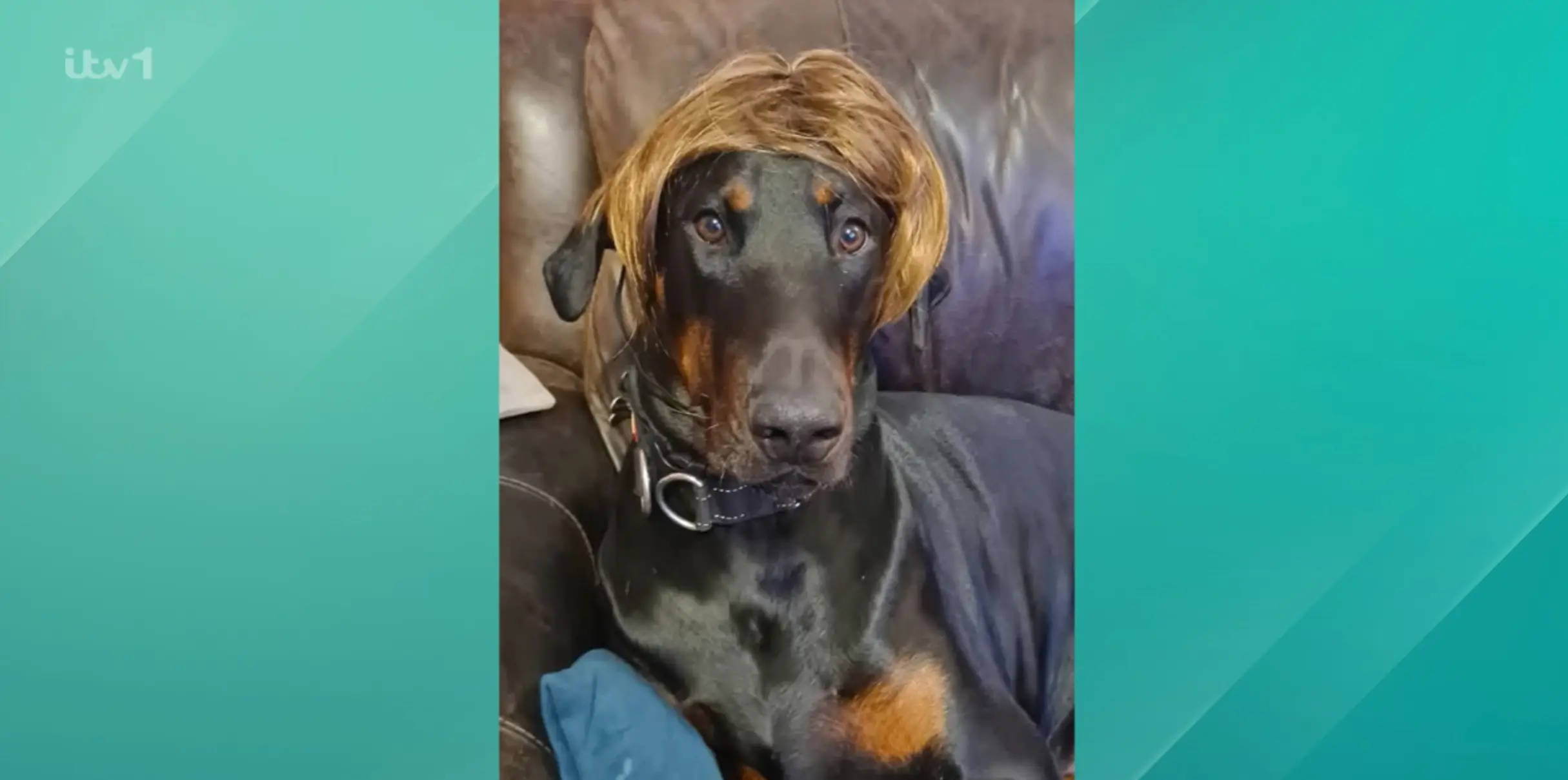 Her Doberman was the beneficiary of this disorder, gaining a pretty snazzy wig (ITV)