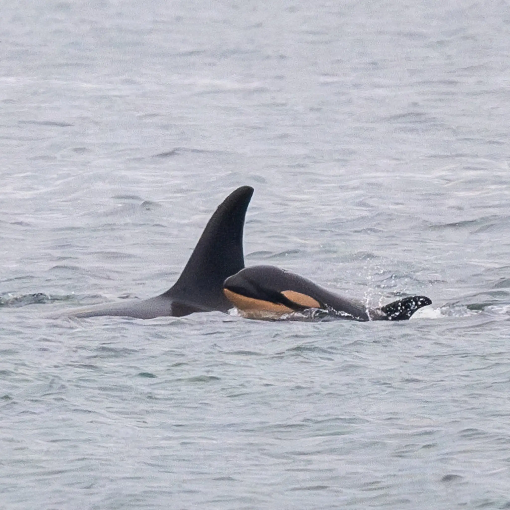 Just before Christmas, an orca who'd carried the corpse of her dead calf with her for 17 days back in 2018 was spotted swimming with a new baby (Center for Whale Research)