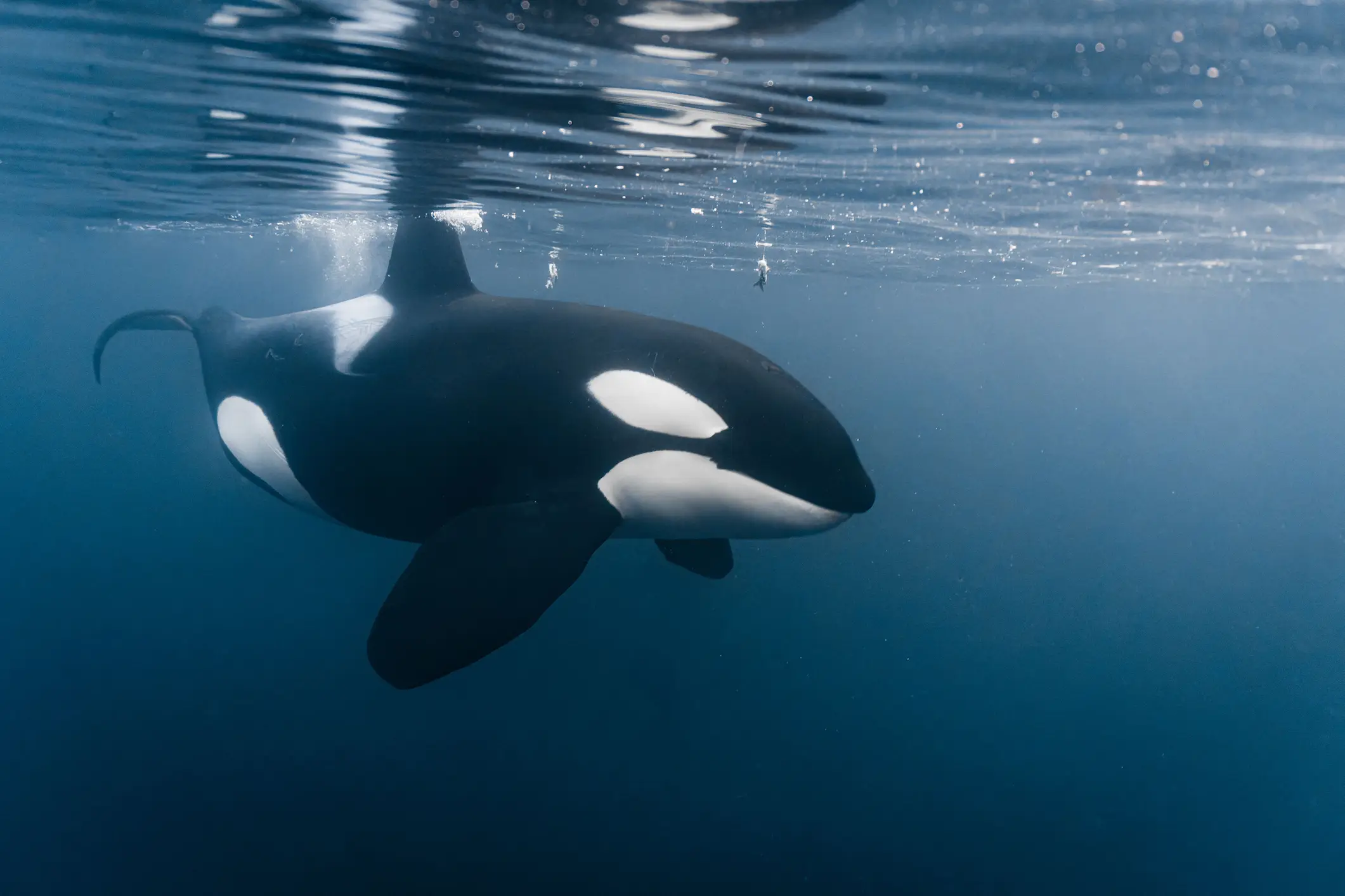 Orcas are one of the most deadly predators in the ocean. (Getty Stock Image)