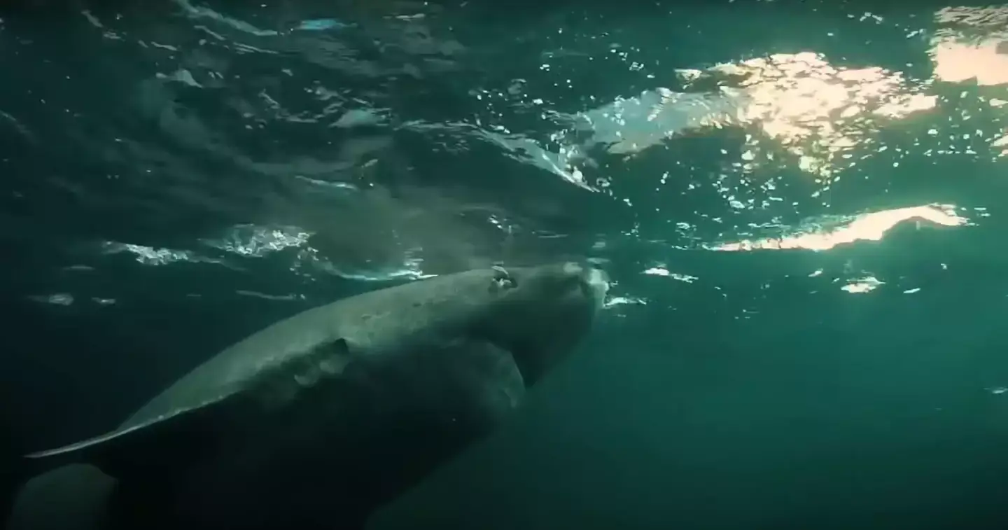 One of them has been knocking about for five centuries. (YouTube/Wonder World)