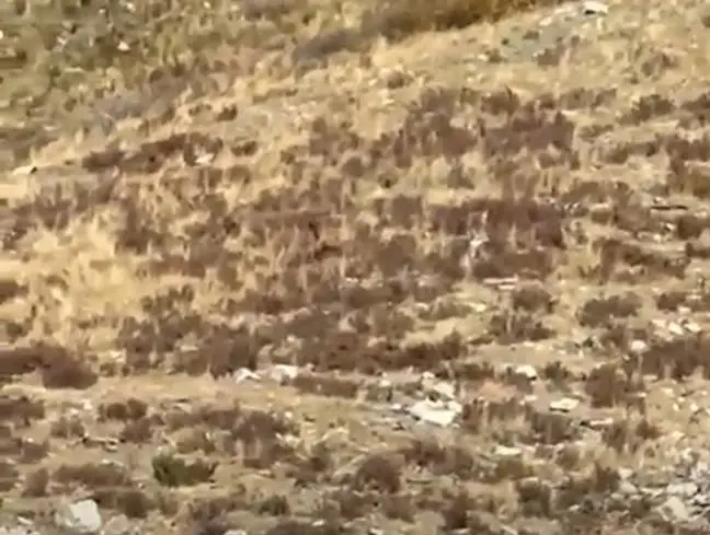 There's Bigfoot! What do you mean you can barely see him and that could be anyone?