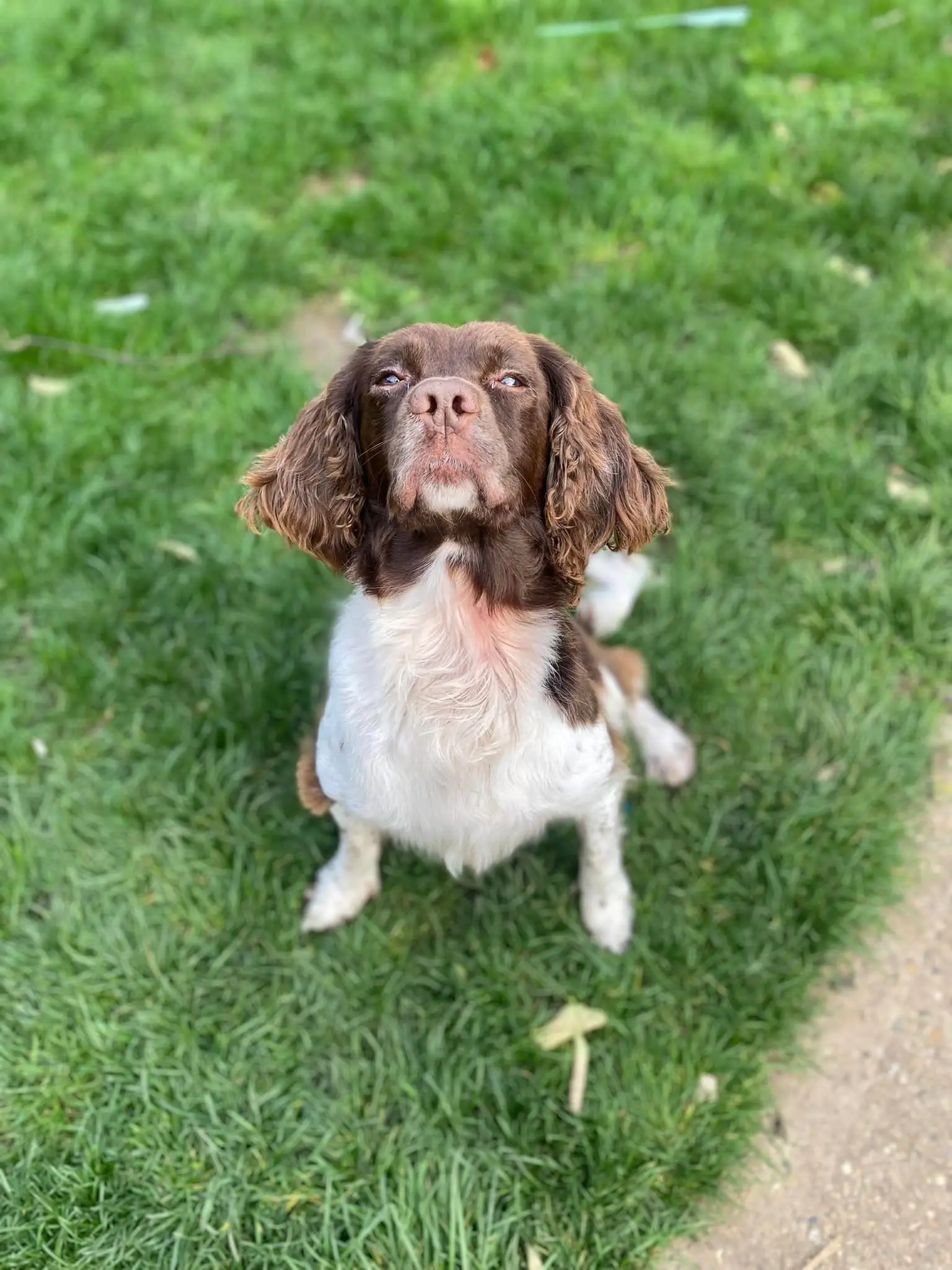 Maisie went missing on Saturday 5 November.