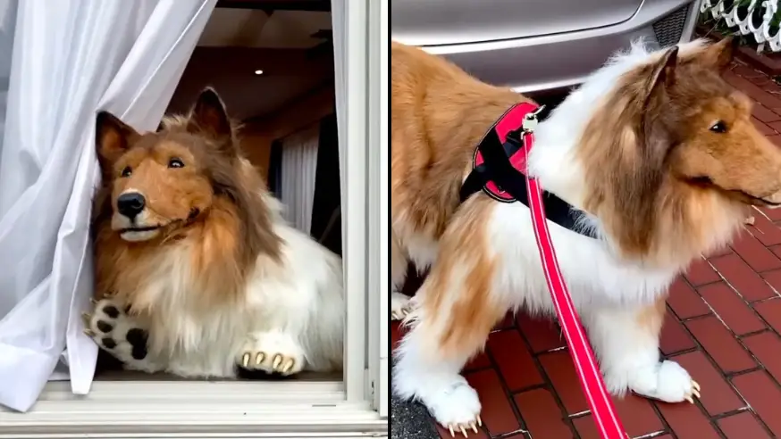 Iwanttobeananimal/Youtube