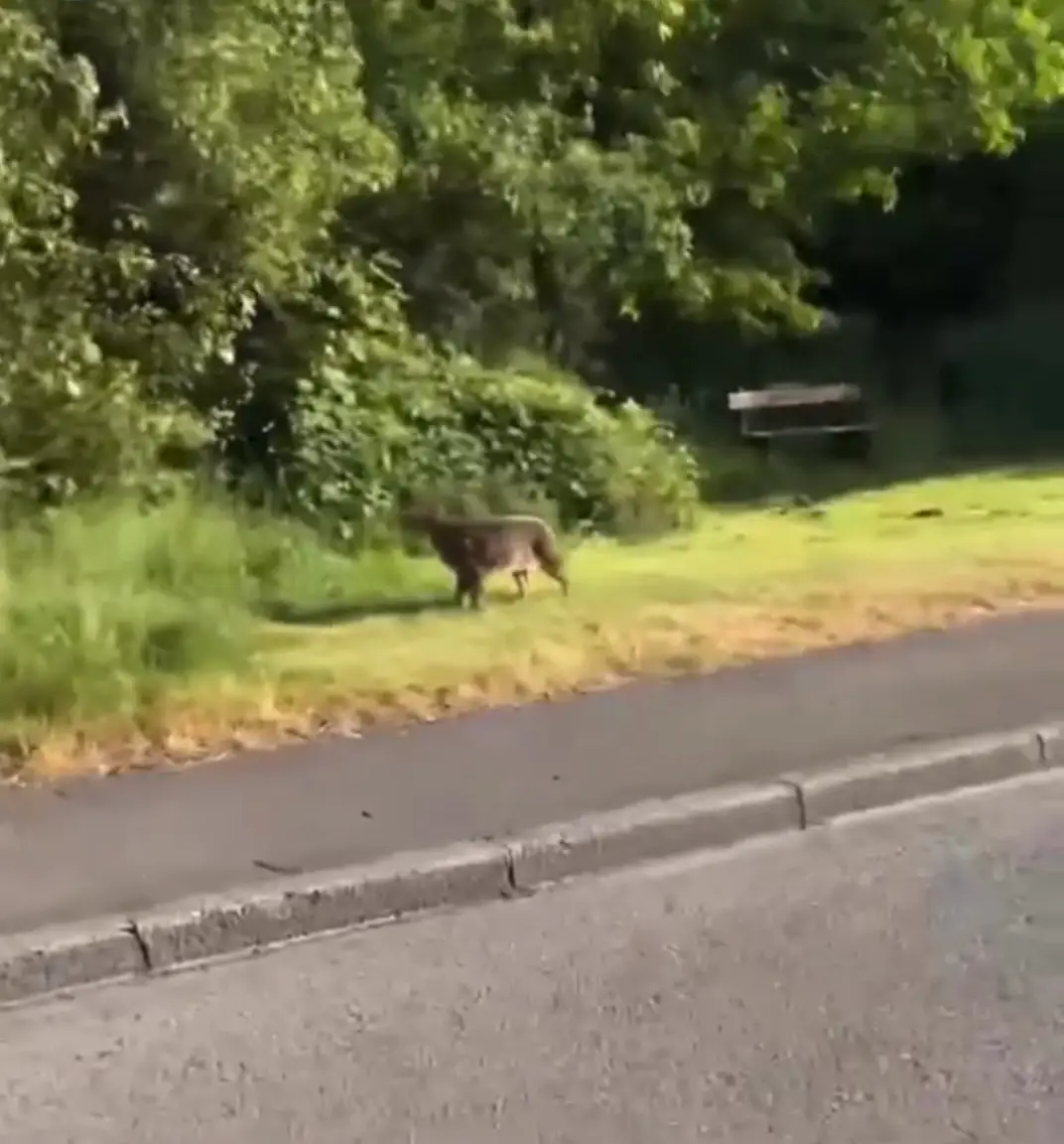 So, is it a leopard, or just a really big domestic cat?