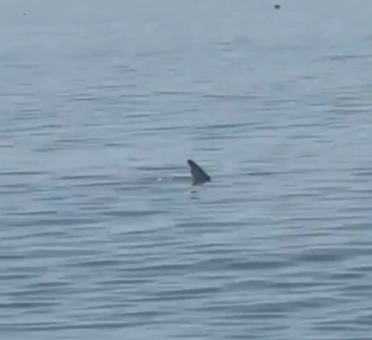 A shark was spotted on a beach on Spain.