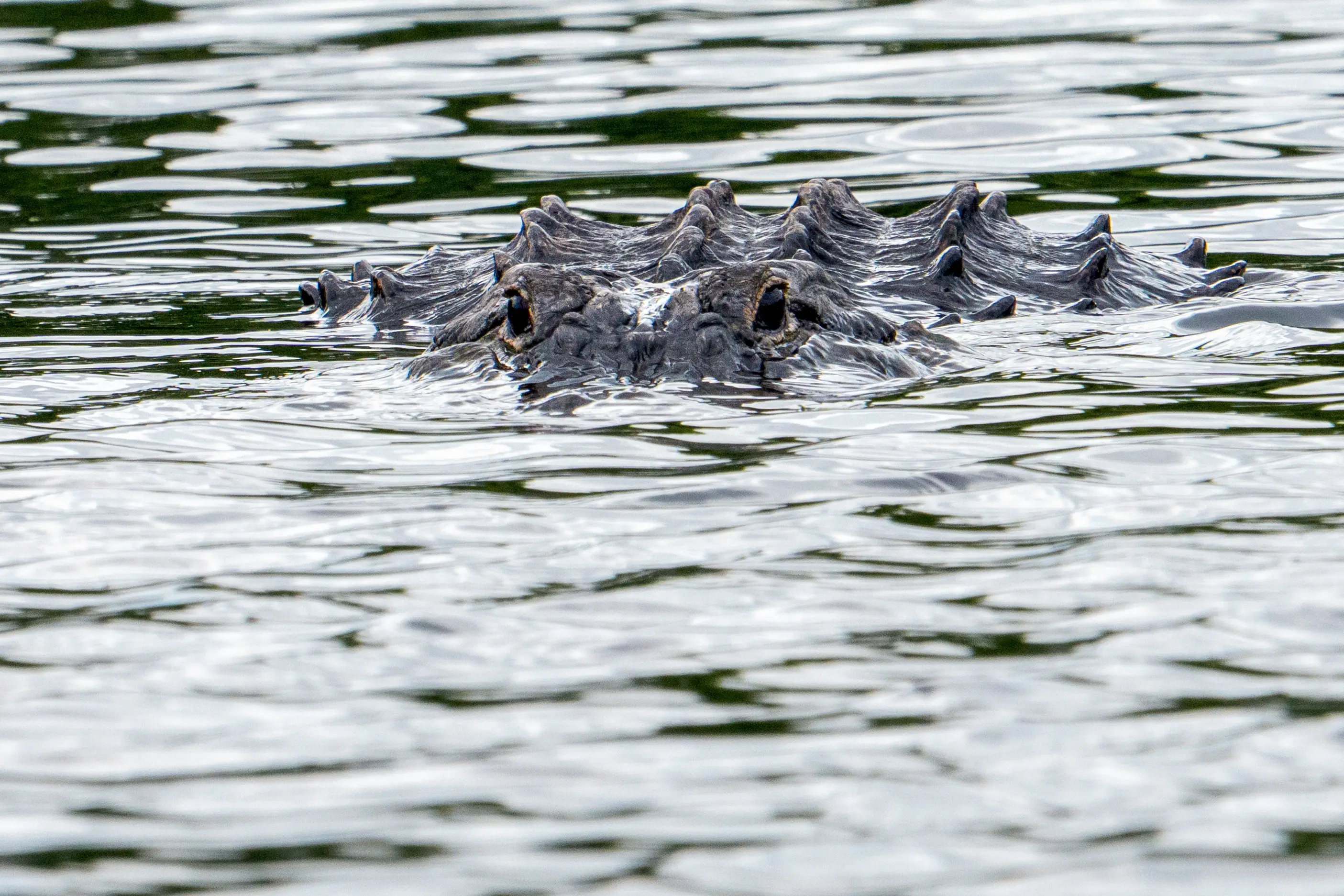 It is estimated that there are more than a million alligators in Florida (Ronen Tivony/NurPhoto via Getty Images)