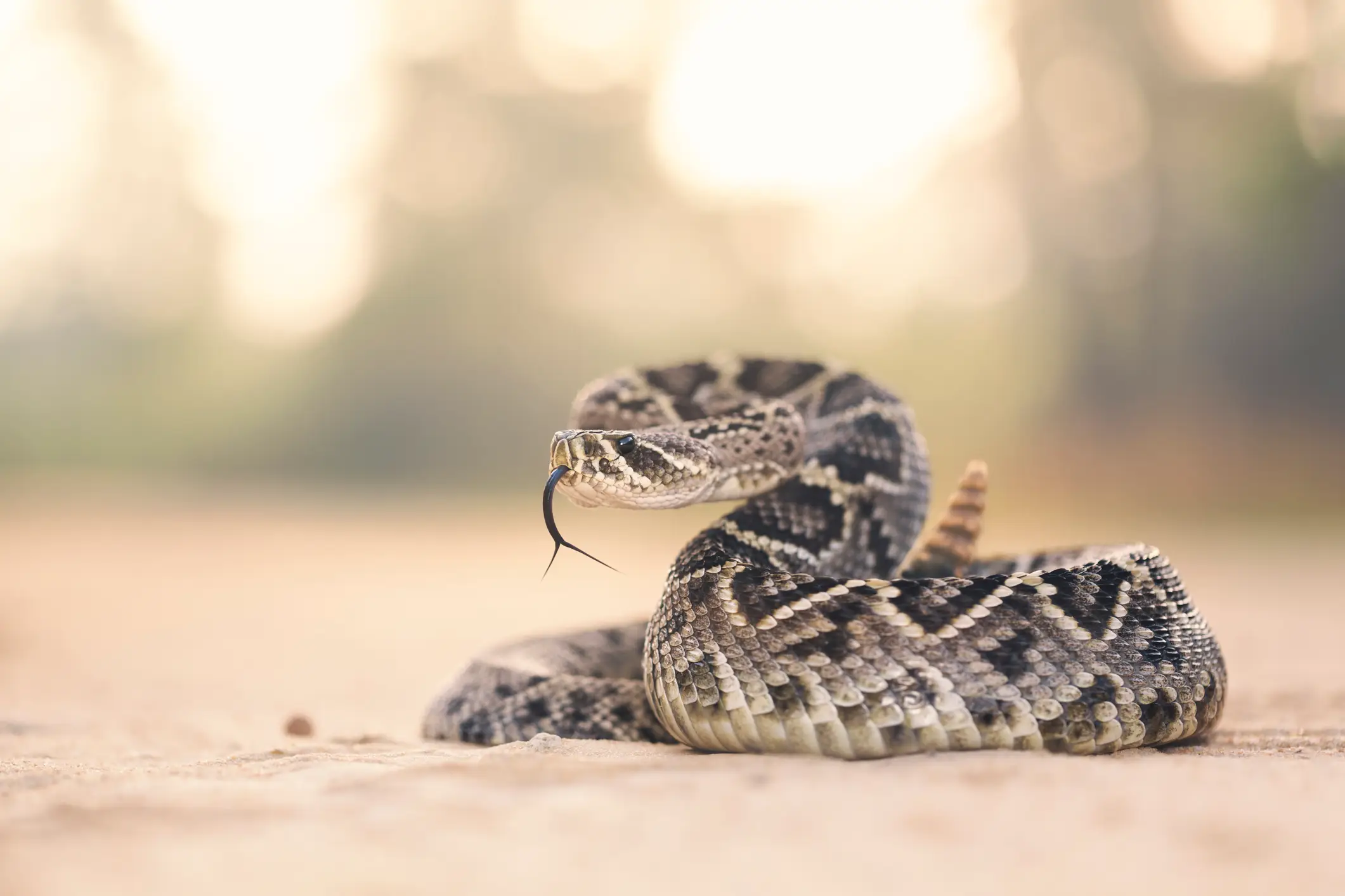 The effects of the snake bite kicked in right away. (Getty Stock Photo)