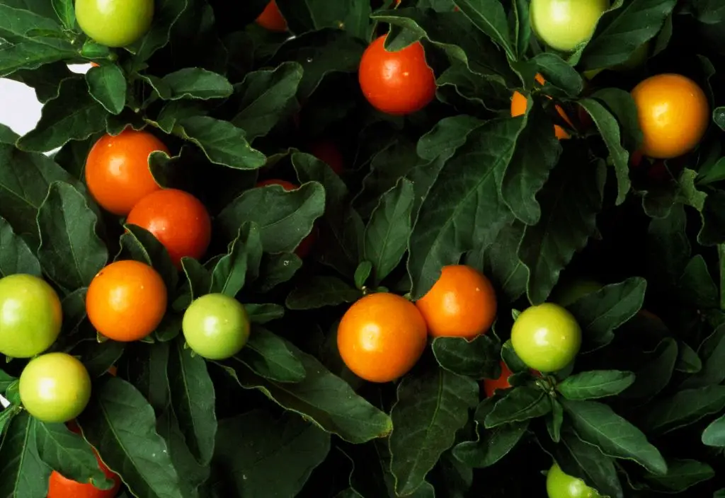 The plant is toxic (DeAgostini/Getty Images)