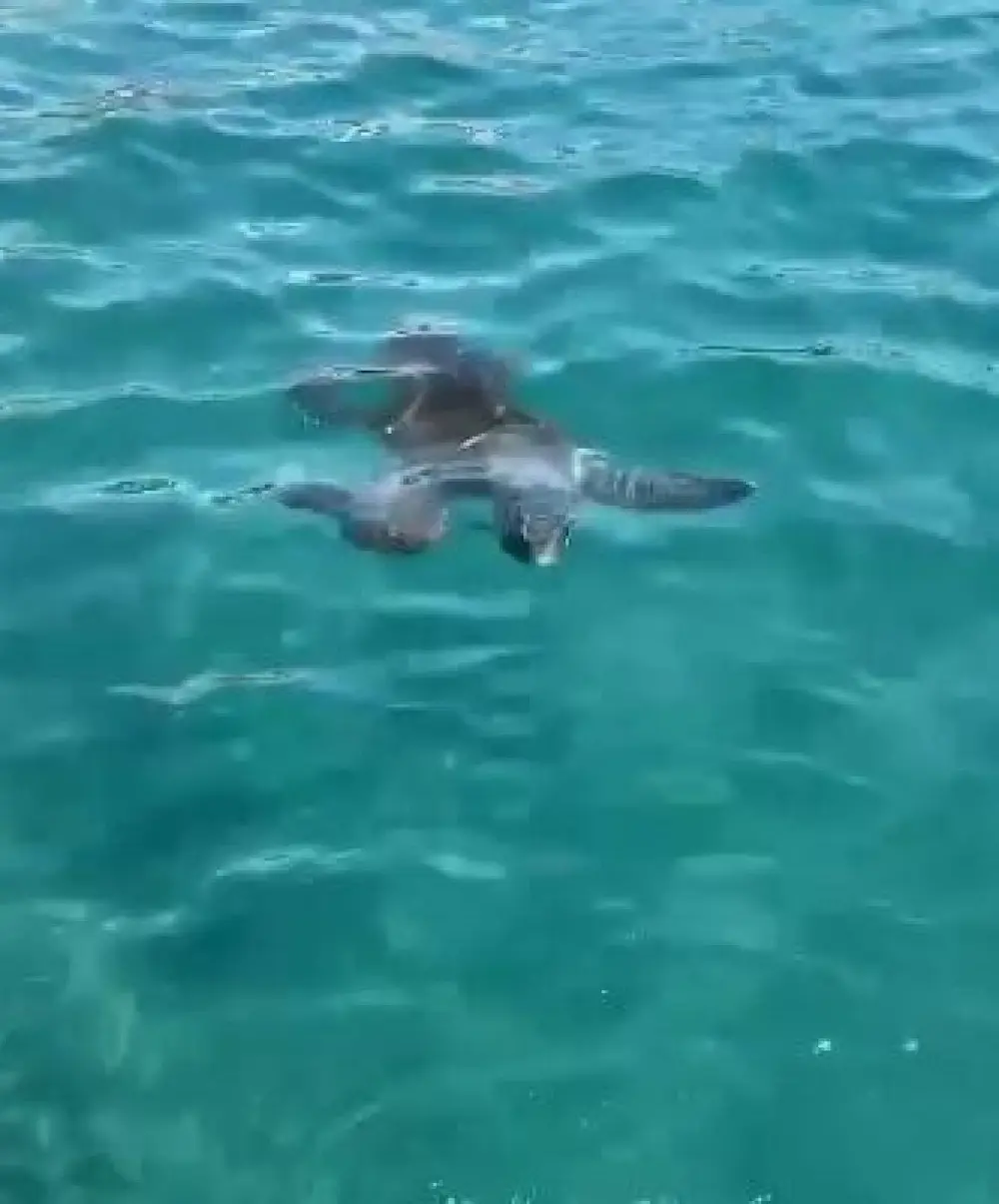 Sea turtles are rarely aggressive towards humans, but it's still important to be wary when you're in their territory.