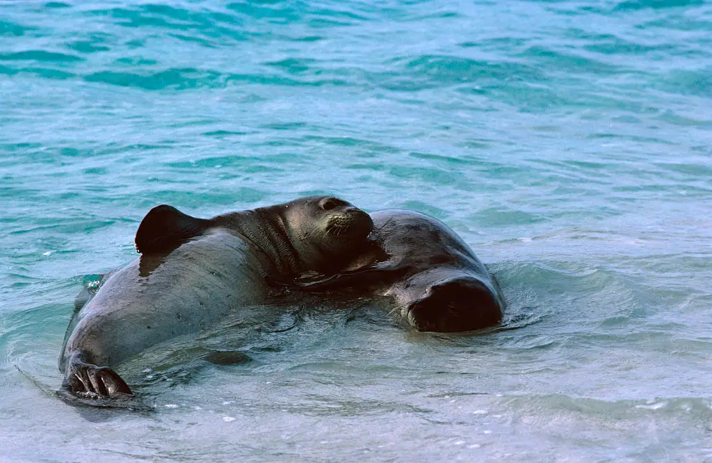 Hawaiian monk seals are considered an endangered species, and therefore protected (Auscape/Universal Images Group via Getty Images)