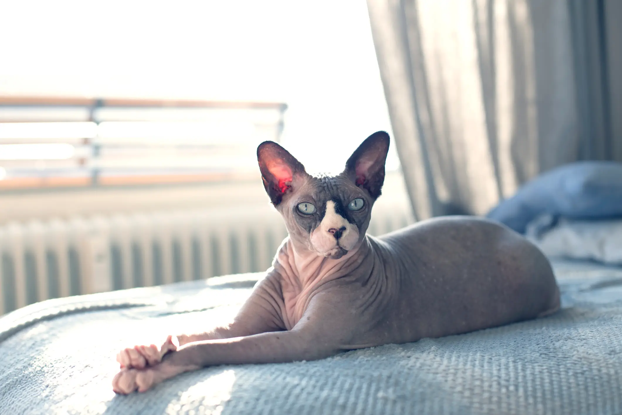 The feline has the hairless gene from a Sphynx cat (Getty Stock Images)