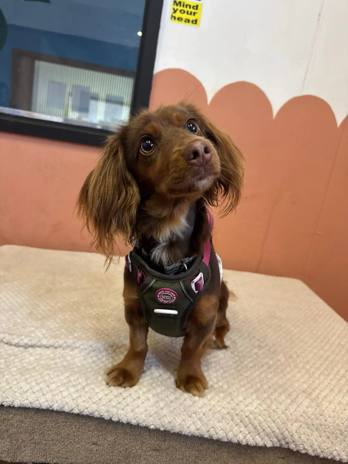Even having a dog this cute doesn't make it much easier (Supplied)