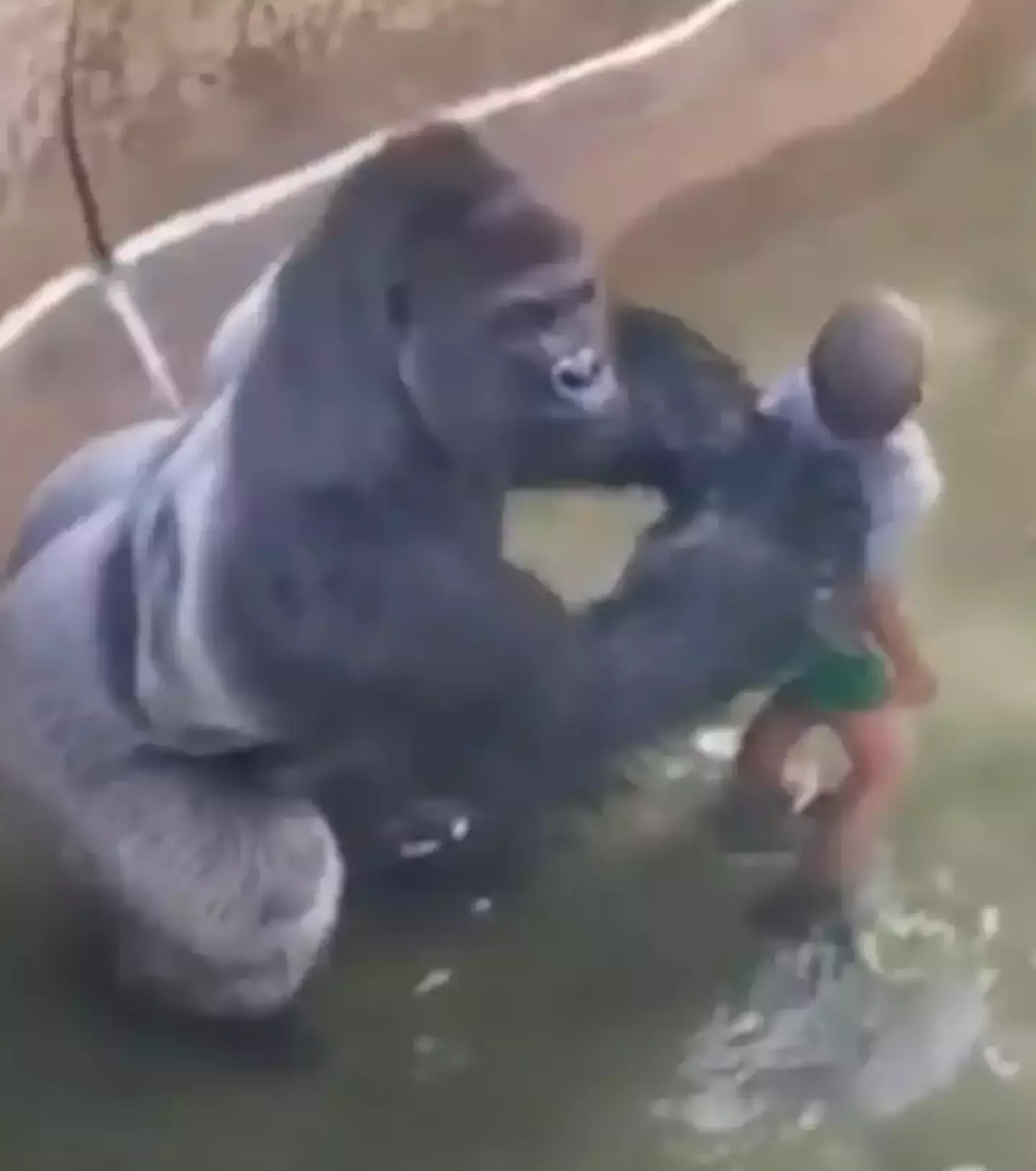 The zoo said they had no choice but to kill Harambe (FilmHub)