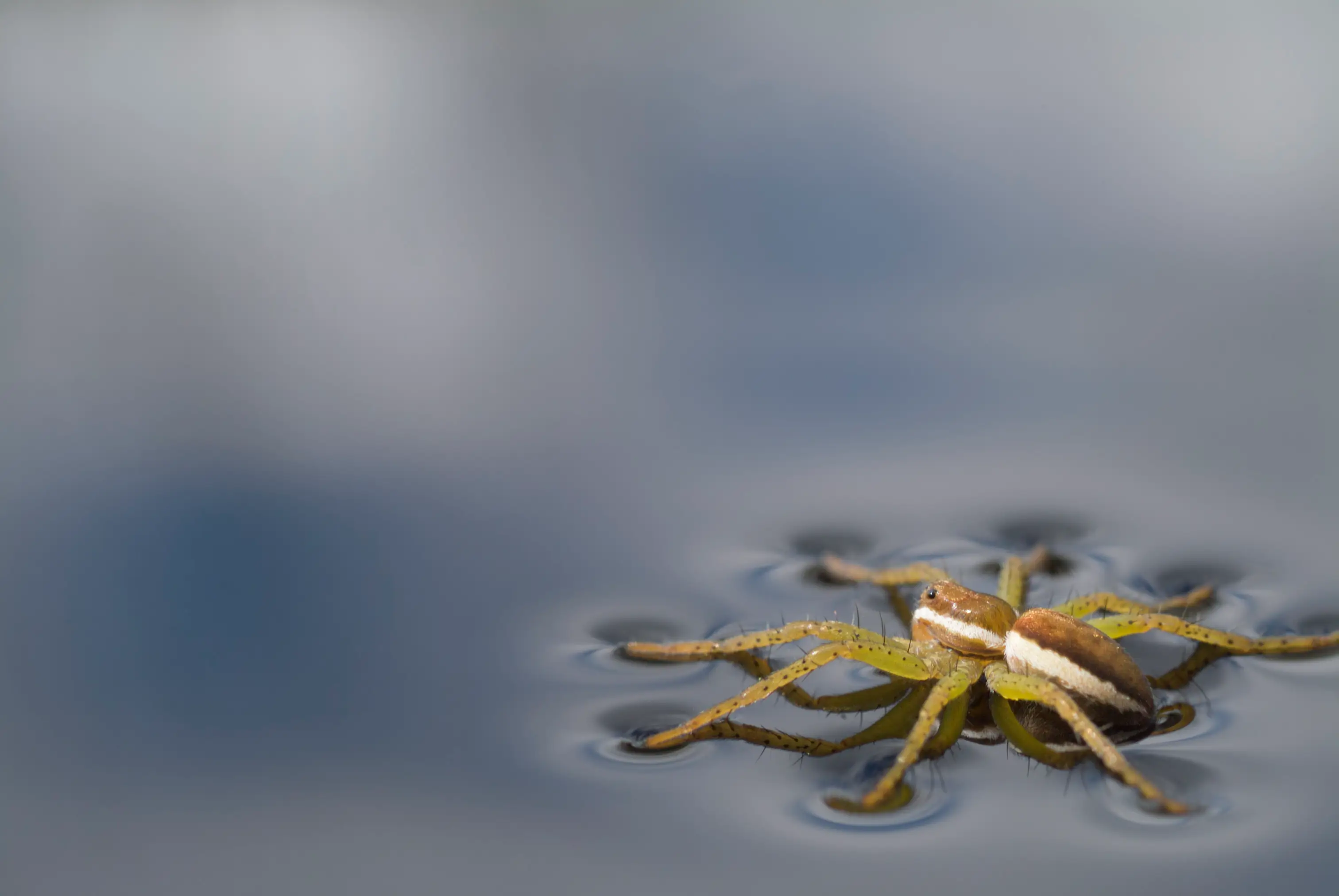 Their wetland home was destroyed (Getty Stock Image)