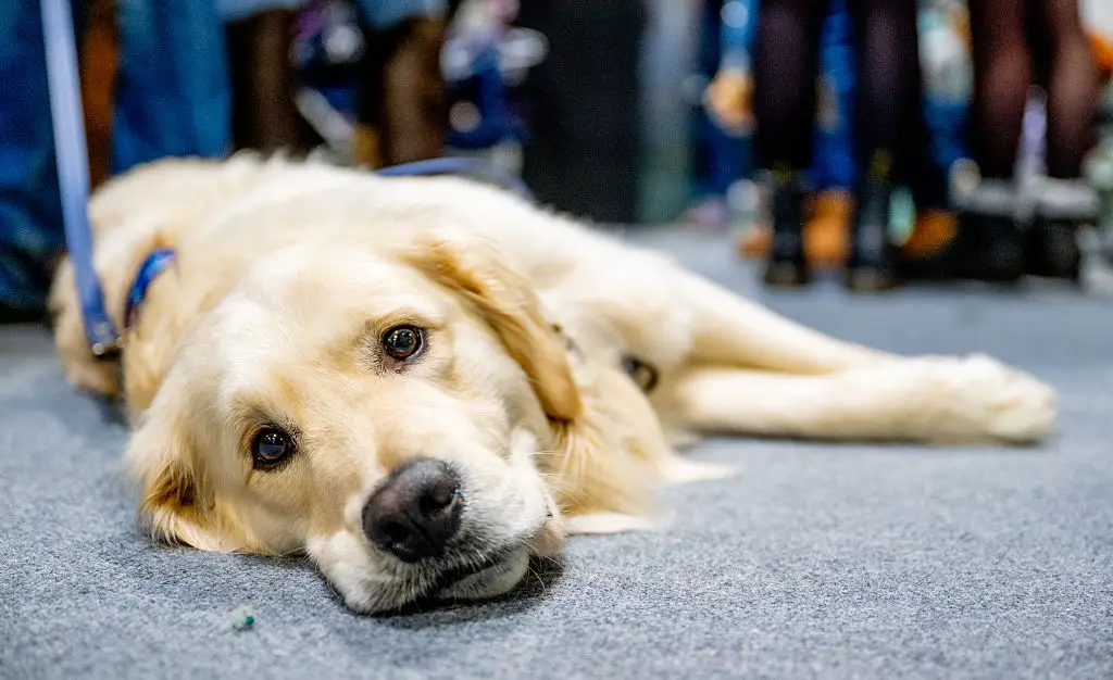 Some online claims suggest that the peptide can get dogs moving again (Shirlaine Forrest/WireImage)