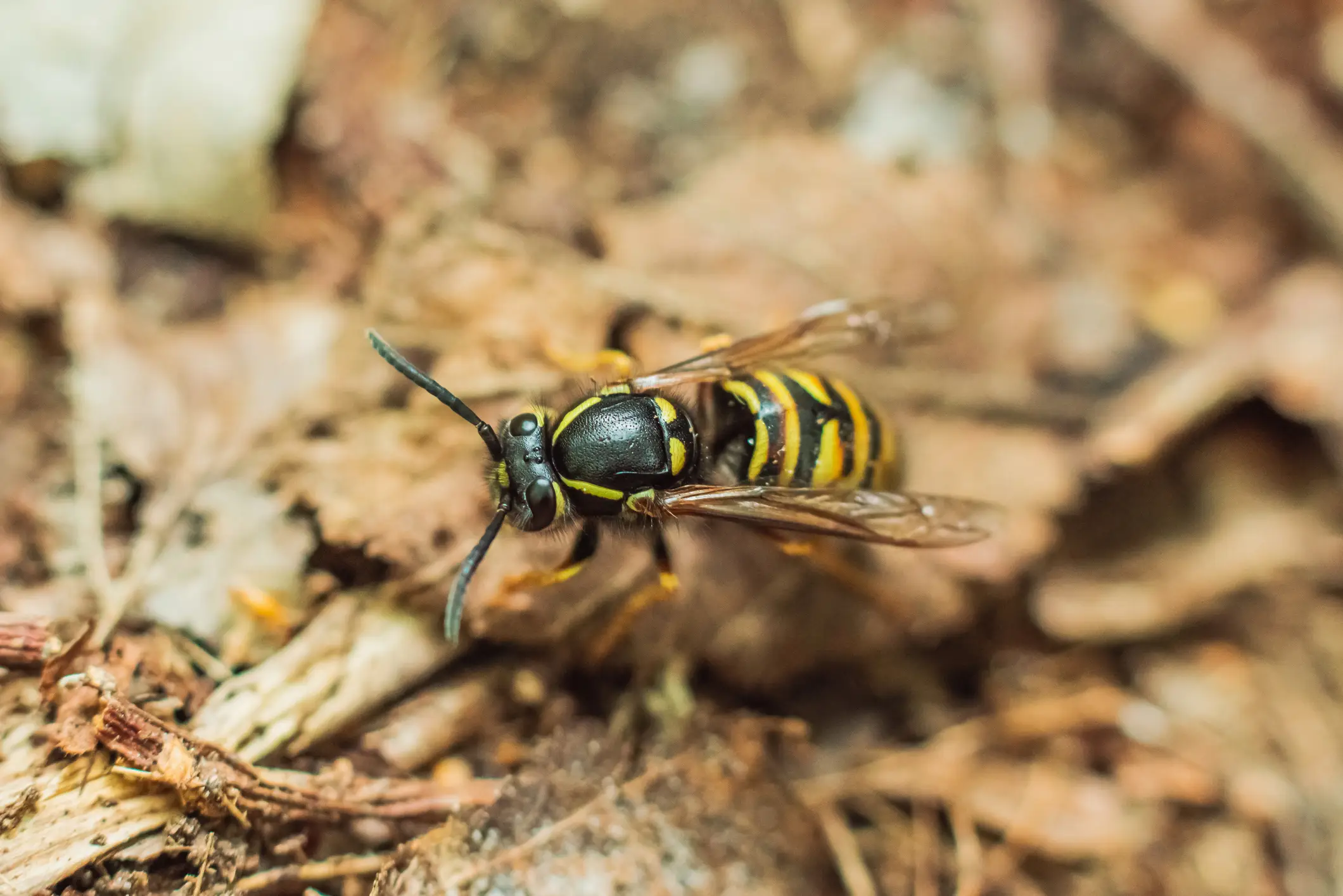 The wasps are distinctive by their size and yellow legs (Getty Stock Images)