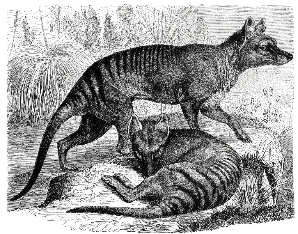 Drawings of thylacine, also known as Tasmanian tigers (Bildagentur-online/Universal Images Group via Getty Images)