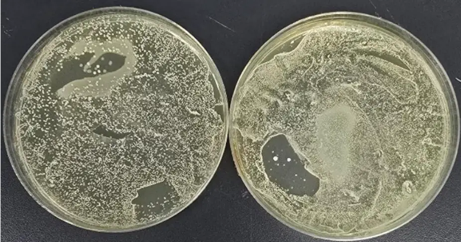 The yeast and mould on the mouthpiece of the vape became 'too numerous to count' in three days (Supplied)