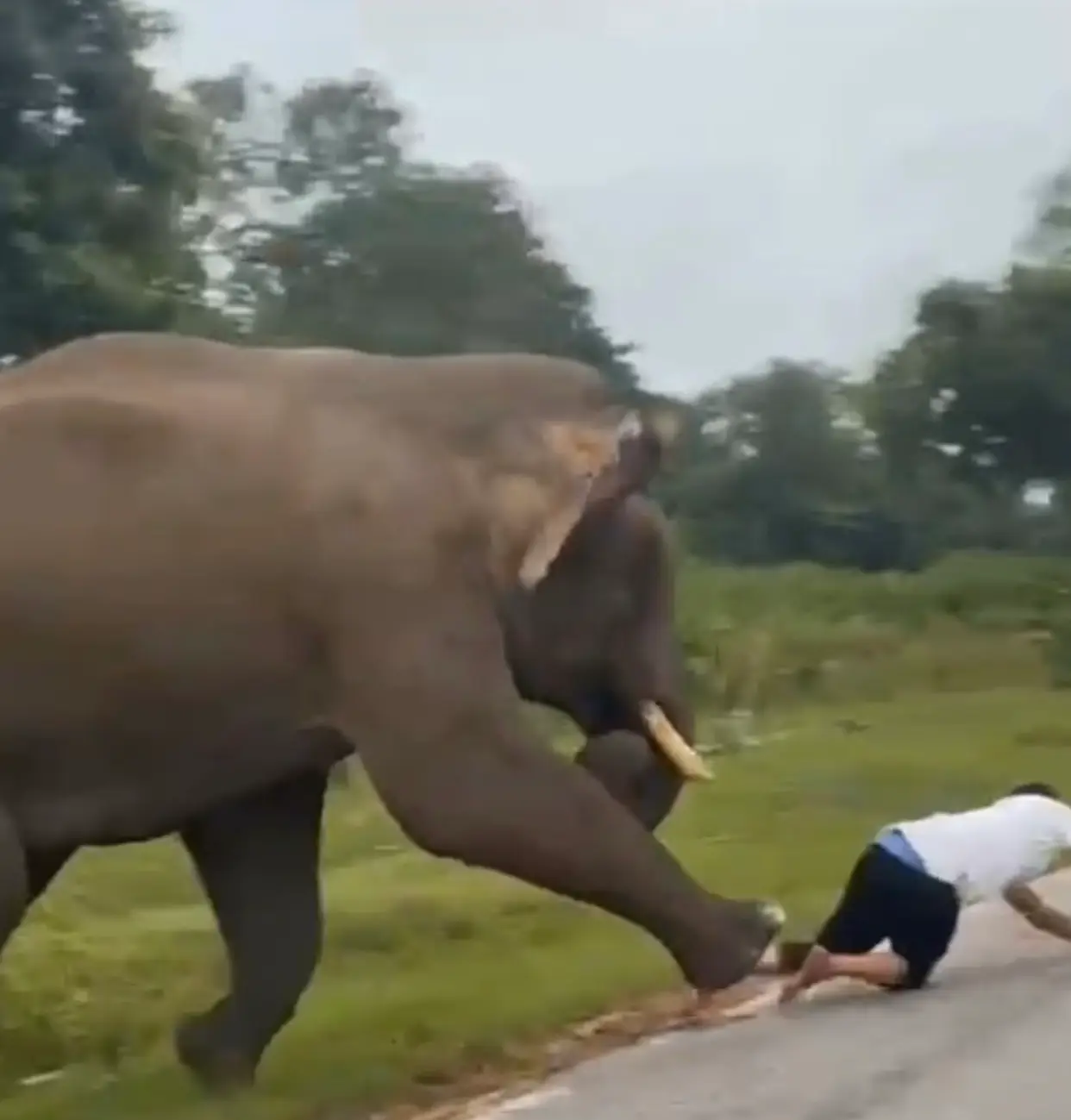 R.Basavaraju was seen running for his life as the elephant approached him (ViralPress)