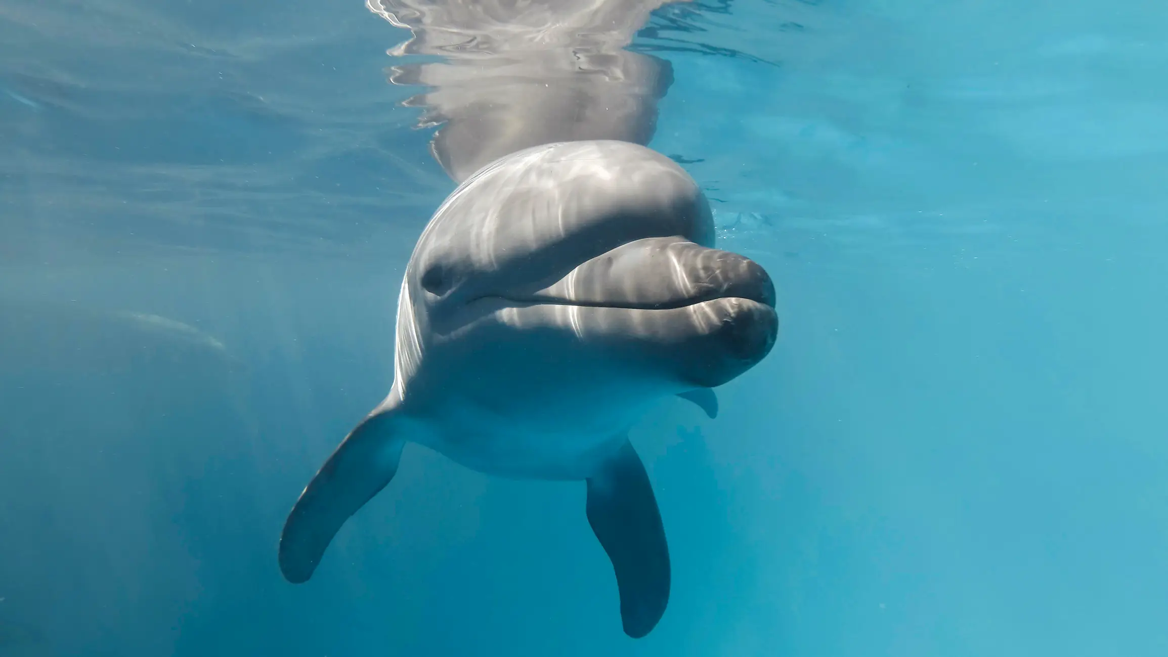 Tião was the only ever dolphin to kill a human (Getty Stock Image)