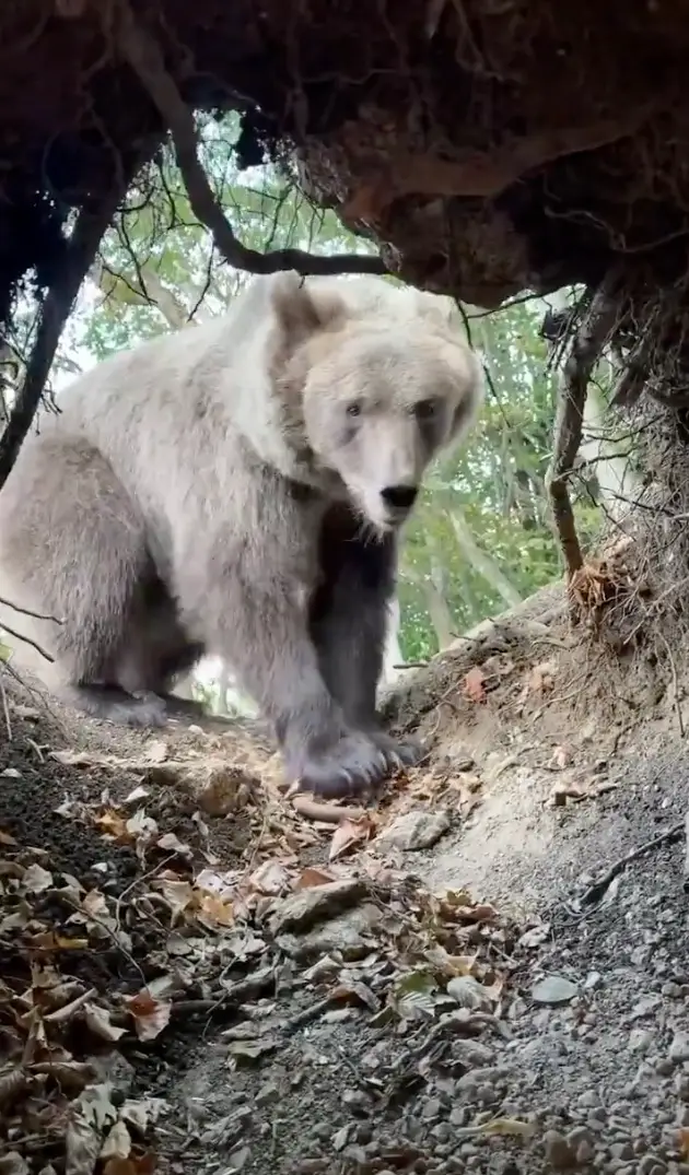 The influencer boldly climbed inside a bear's den (Instagram/@stefan_jankovich)