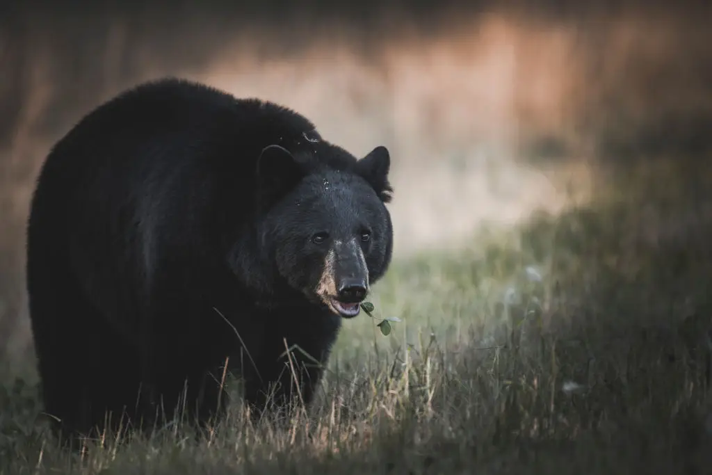 A black bear was killed in the area by authorities, though officials are not sure if it was the bear that attacked a hiker (Peter Zenkl/VWPics/Universal Images Group via Getty Images)