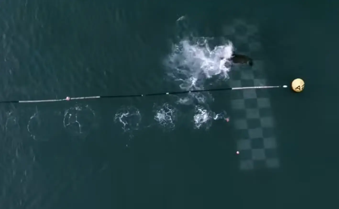 Shark beats human, because of course it does in the sea. (YouTube/Discovery)