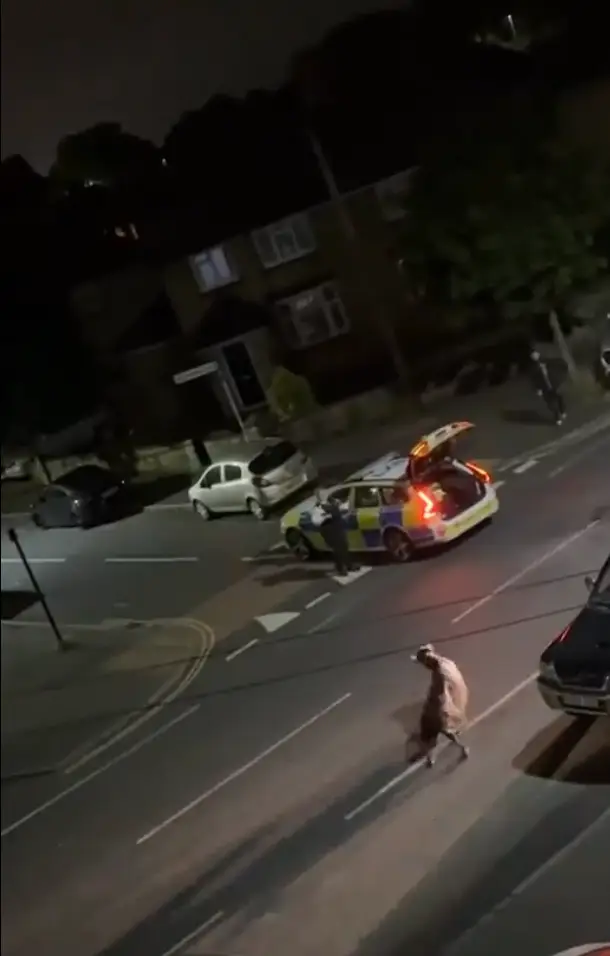 The cow was on the loose in Surrey (X/UB1UB2)