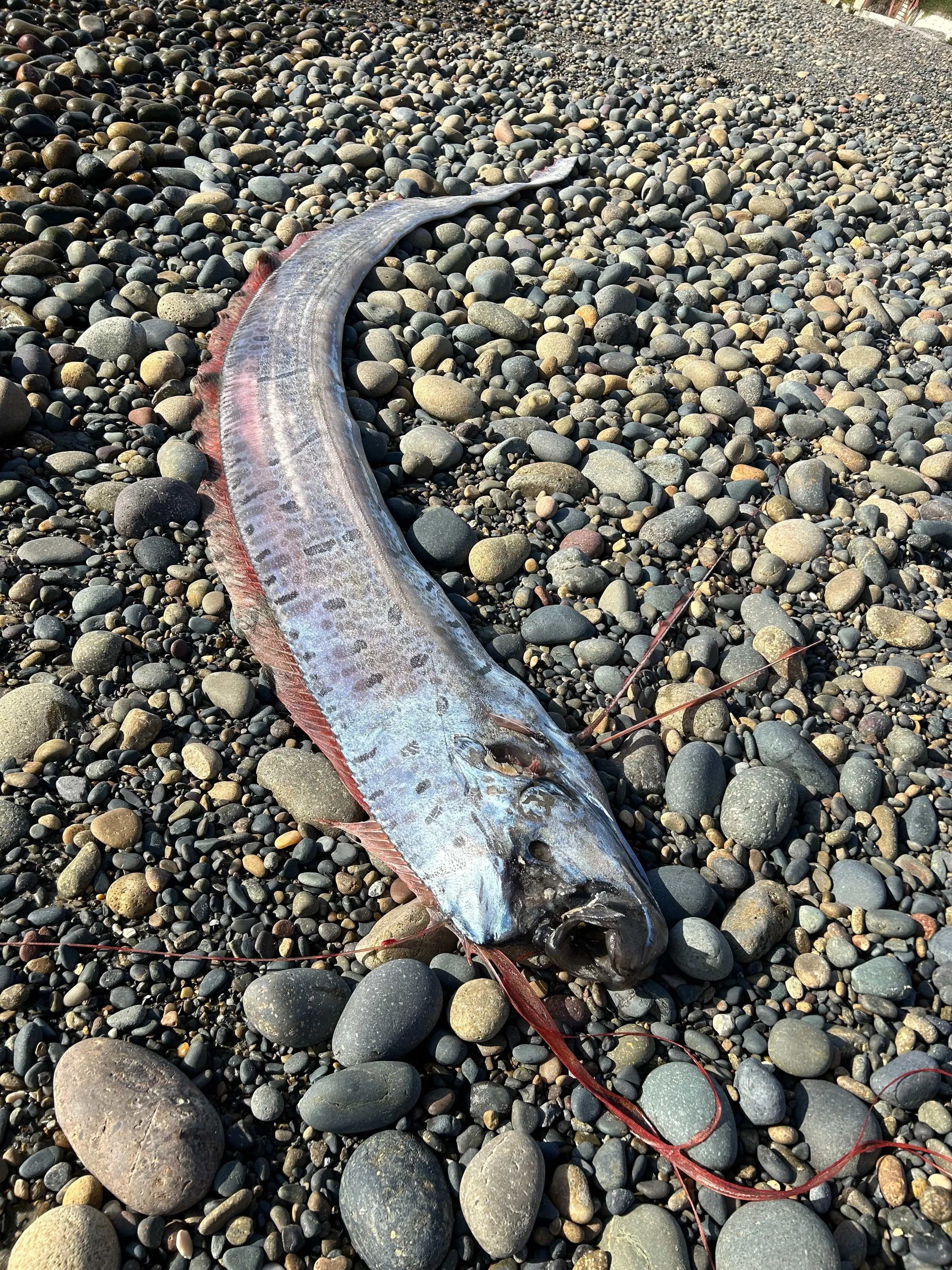 It's the second time an oarfish has washed up on the California coast this year. (Alison Laferriere/Scripps Institution of Oceanography)