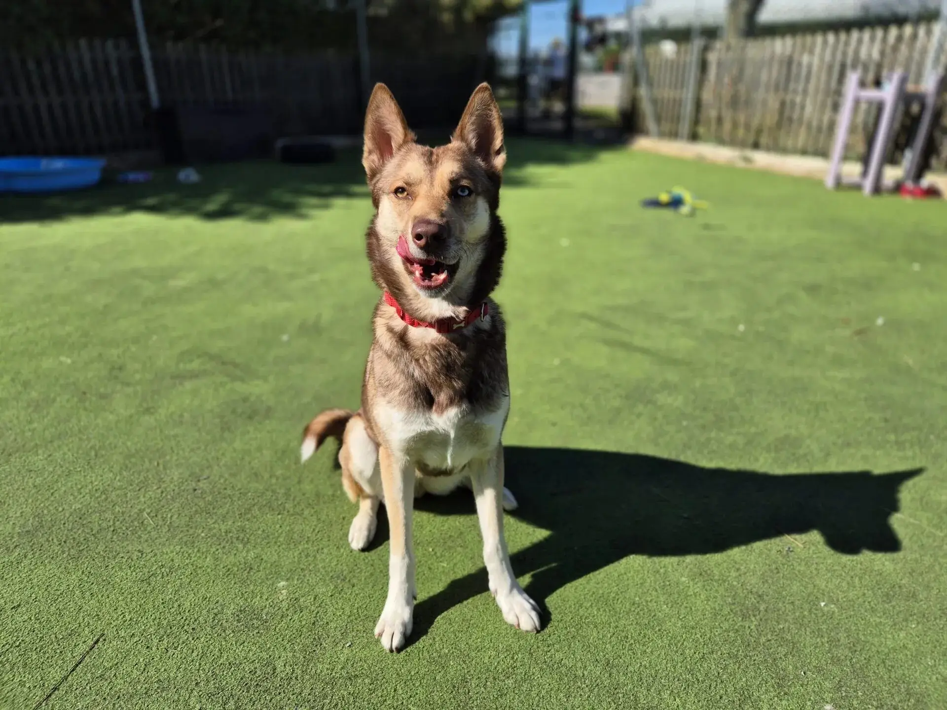 This is Jules, she was a stray when Woodgreen took her in and now she needs the right home (Woodgreen Pets Charity)