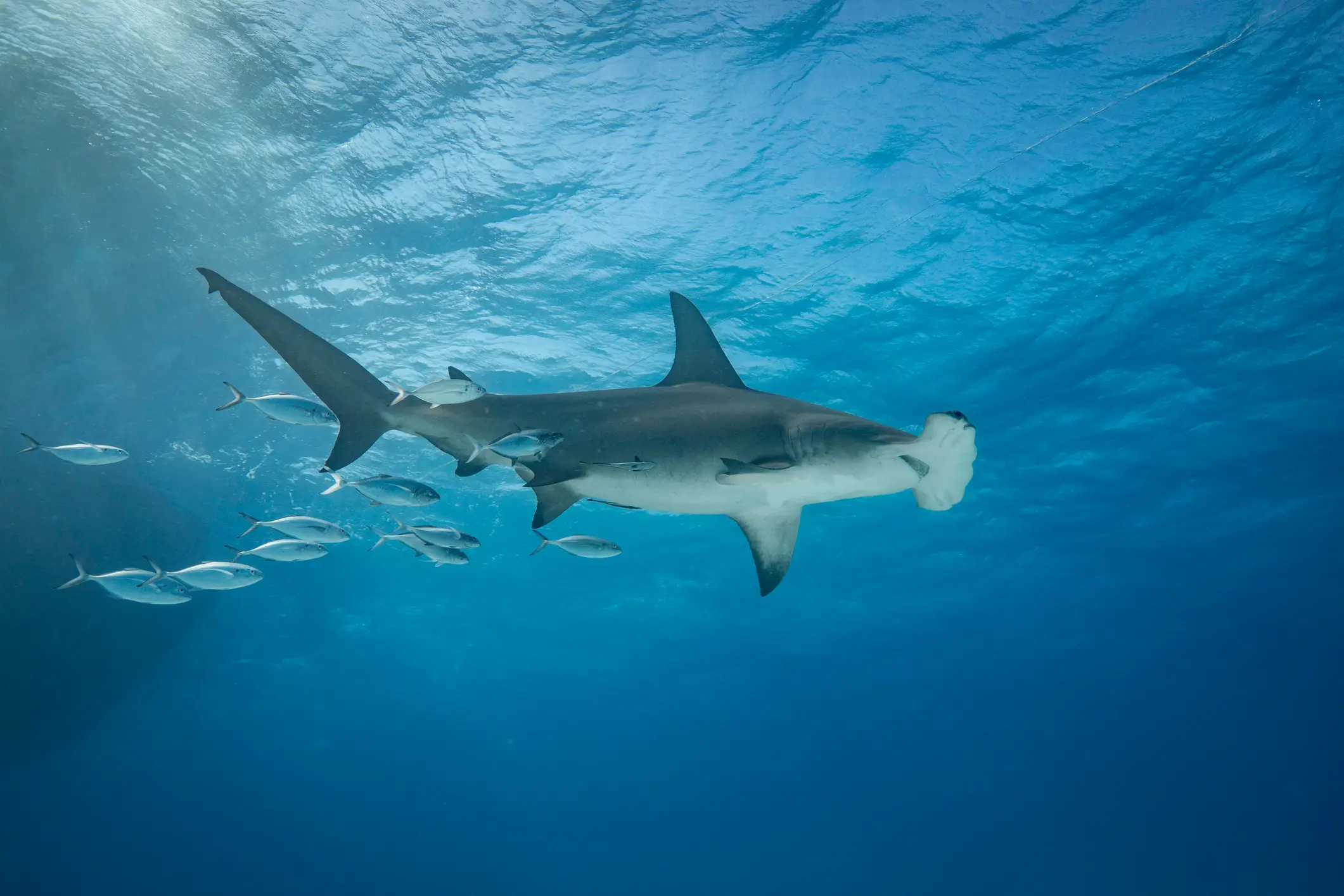 Hammerheads could be next (Getty Stock)
