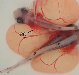 They grew for up to 355 days. (Frontiers in Fish Science)