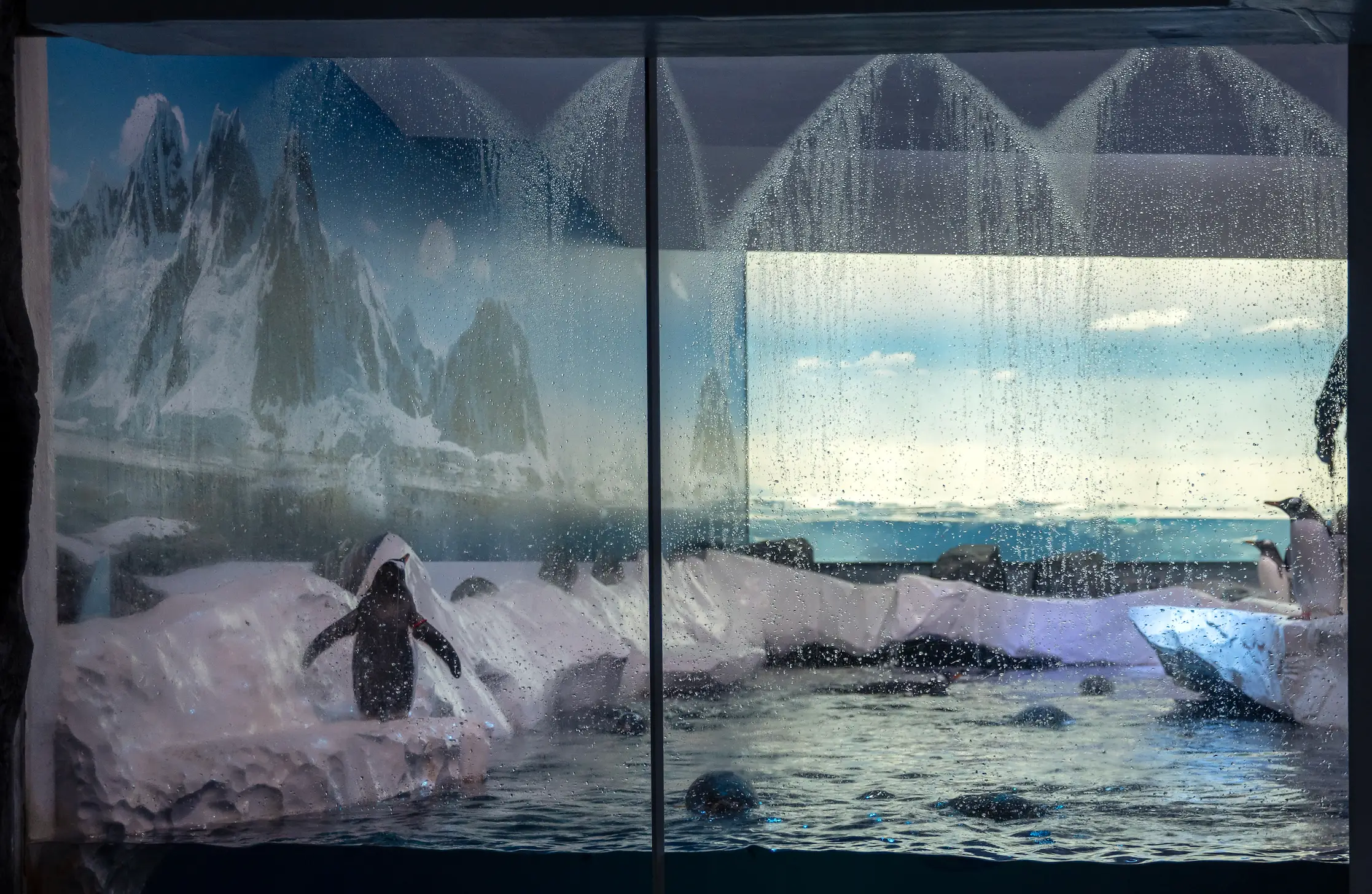 The penguins are currently kept in an indoor enclosed basement. (Born Free/PA)