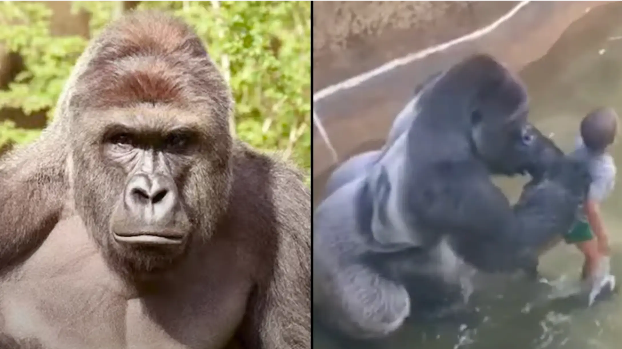 Harambe’s sperm was collected after he died so he could continue his blood line