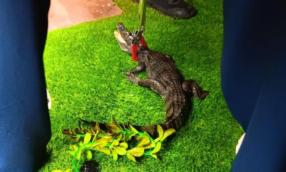 Lyle the crocodile, pictured here being apprehended from a house in Hale, he's now off to a zoo (Trafford Council)