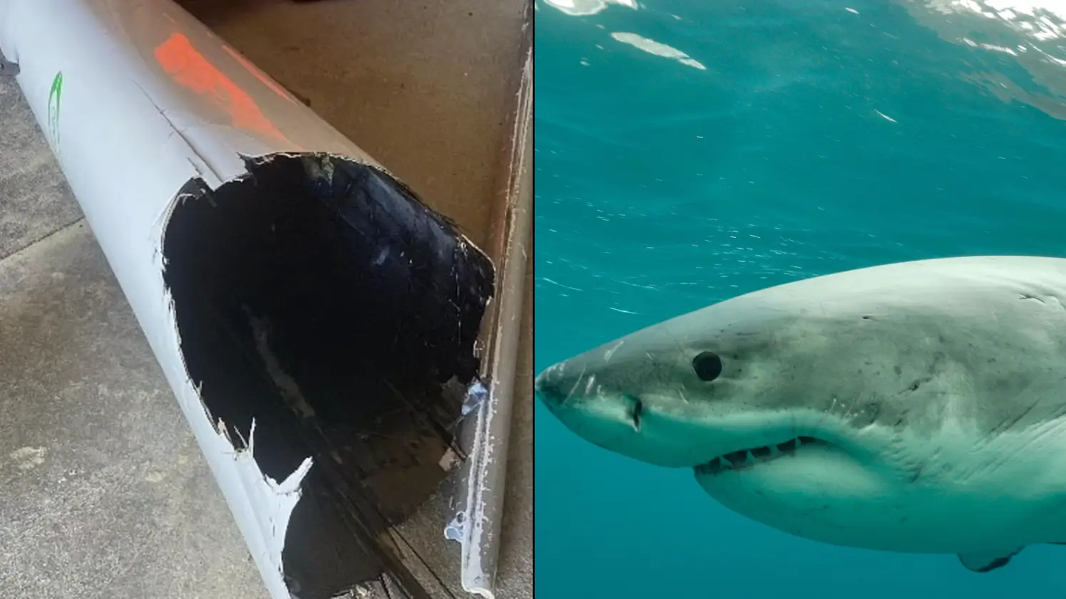 Paddler in terrifying encounter with Great White Shark as canoe is bitten in half